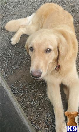 Golden Retriever female dog